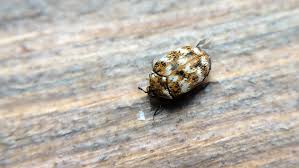 carpet beetles nebraska extension in