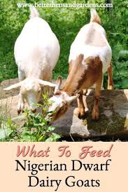 Feeding Nigerian Dwarf Dairy Goats