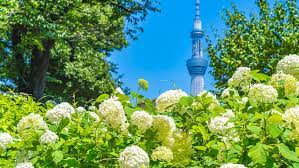 See Hydrangeas In And Around Tokyo