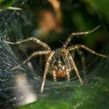 Common Spiders In Pennsylvania Moyer Pest Control