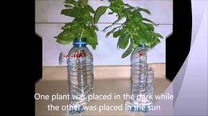 effect of light on plant growth you