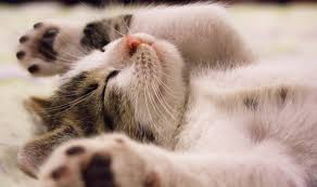 Most animals have a daily pattern of rest and activity. How Many Hours Does A Kitten Sleep Pets Care