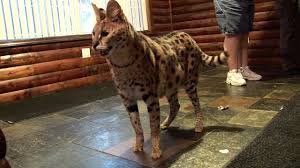 Top 5 dangerous house cats with wild heritages. 6 African Servals Rescued Youtube