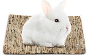 best rabbit bedding