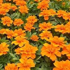 marigold french durango orange plants