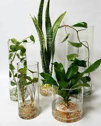 water plants indoor plants