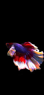 red and white betta android