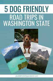 5 amazing dog friendly road trips in