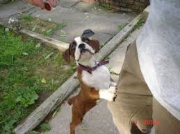 Advice from breed experts to make a safe choice. Boxer Puppies In Indiana
