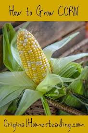 growing corn corn plant corn seed
