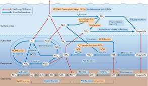 The Marine Nitrogen Cycle New