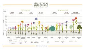 32 Most Popular Flower Bulb Planting Chart