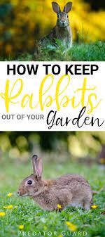 how to keep rabbits out of the garden