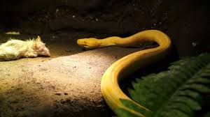 albino carpet python stalks and strikes