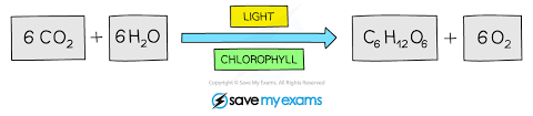 Photosynthesis Chemical Equation