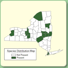 Rumex patientia - Species Page - NYFA: New York Flora Atlas