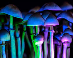 Jul 16, 2021 · the mushrooms leave the body relatively fast. Psilocybin The Magic Ingredient In Psychedelic Shrooms Live Science