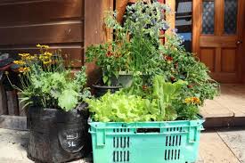 Grow Vegies In Containers Make An