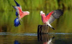 parrot hd wallpapers earth