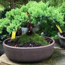 top 10 best bonsai tree in seattle wa
