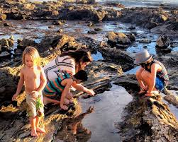 7 Family Friendly Orange County Tide Pools Popsicle Blog
