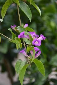 This list consists of both flowering and leafy plants. Flowers Plant Garden Purple Flowers Leaves Bignonia Bloom Blossom Flowering Plant Ornamental Plant Flora Pikist