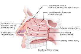 nose anatomy external internal