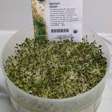alfalfa sprouts organic vegetables