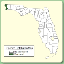 Trifolium tomentosum - Species Page - ISB: Atlas of Florida Plants