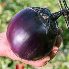 ronde de valence eggplant seeds Цена