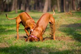 stop your dog from digging in your yard