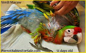 Parrot Babies For Sale