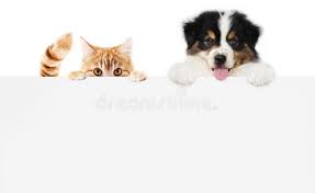 Enter your zip code and then. Pets Store Concept Puppy Dog And Pet Cat Together Showing A Placard Display Isolated On White Background Blank Template And Copy Stock Image Image Of Copy Market 174199073