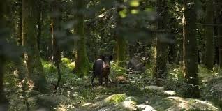 Cinghiale 2016 wildboar hunting 2016. Toscana Caccia Di Selezione Al Cinghiale Restano Pochi Giorni Per Presentare La Domanda Iocaccio It