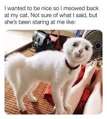 Funny cat memes and dog memes are common in pets, and people love to have them around. Funny Cat And Dog Memes 2021 20 Sneaker Drops For 2021 That You 039 Ll Be Obsessed With