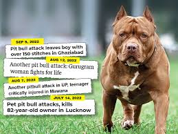increase in pit bull s experts