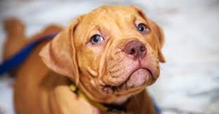 red nose pitbull facts 30 things you