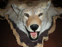 coyote rug 353769597