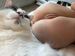 Порно котов