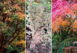 12 diffe types of maple trees and