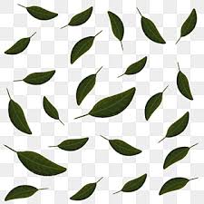 leaves pattern png images for free