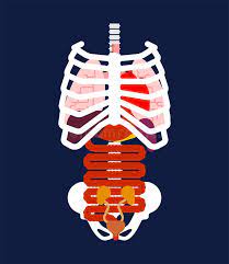 Sometimes a pain under the rib is nothing more than you slept wrong, or you exercised too hard, said dr. Rib Cage And Internal Organs Human Anatomy Systems Of Man Body Stock Vector Illustration Of Cage Medicine 129583545
