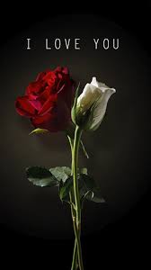 i love u white and red roses white