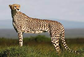 We did not find results for: Scientists Check The Engine Of Cheetahs Animal World S Ferrari Reuters
