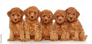 toy poodle puppies on a white