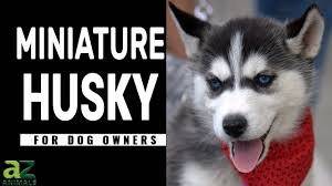 the miniature husky dog breed guide