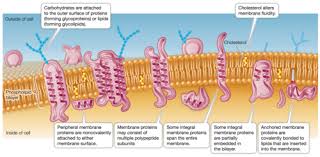 chapter 4 the cell membrane separates