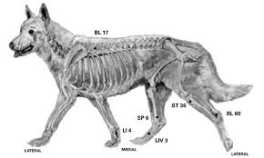 Post Operation Acupressure For Dysplastic Dogs Whole Dog
