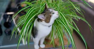 Pet Friendly Plants For Your Home