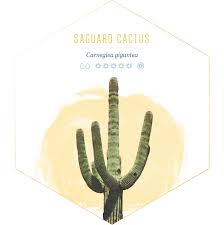 14 Types Of Cactus For Your Home And Garden Ftd Com